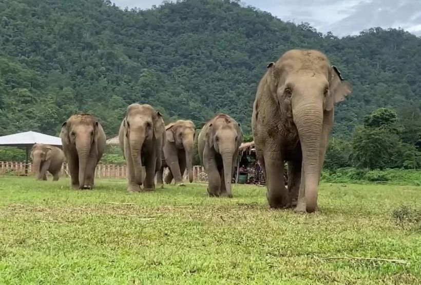 Elephant Camp