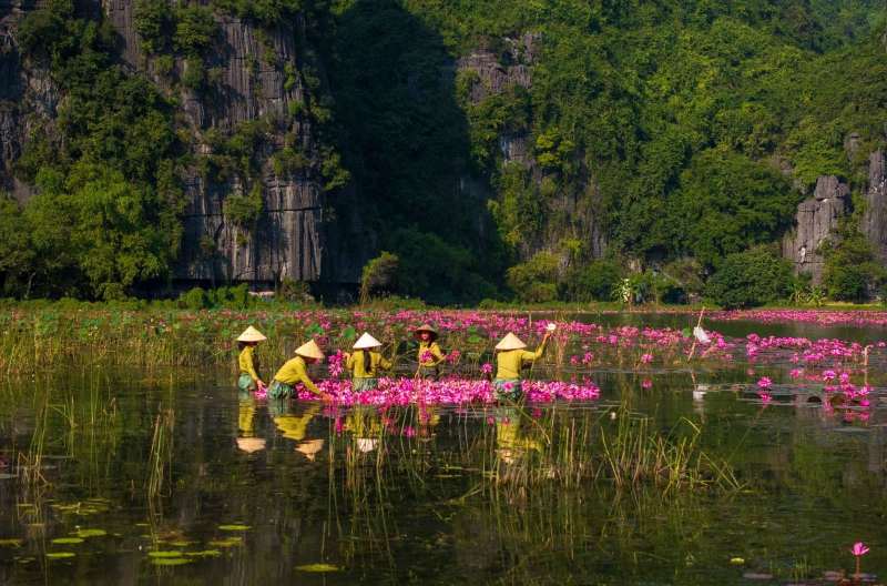 Hoa Sung in Tam Coc, Ninh Binh