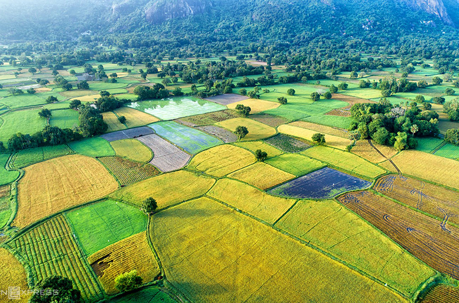 Rice fields in Chau Doc