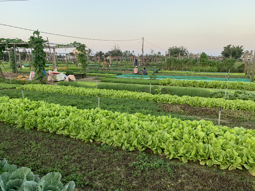 Tra Que Vegetable Village