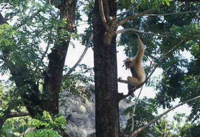 Cat Tien National Park Tour