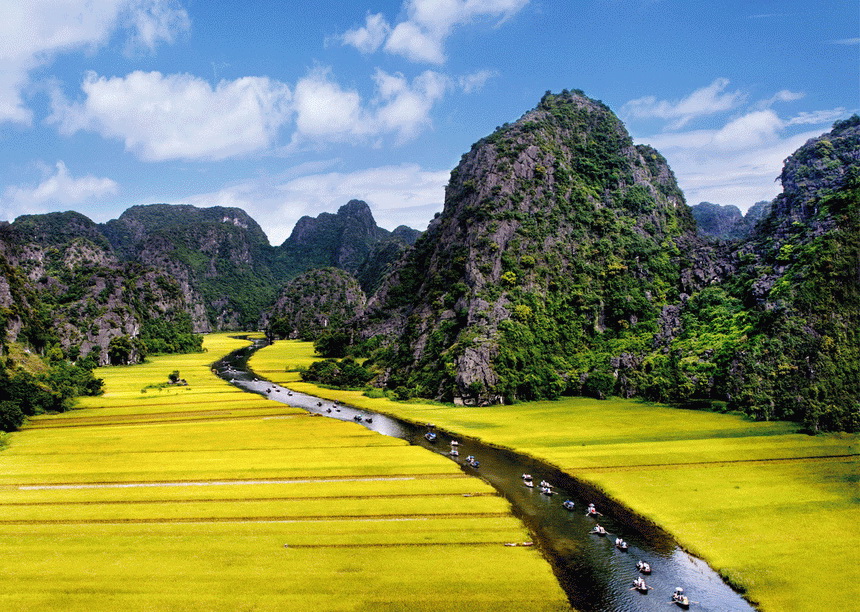 Rice fields in Tam Coc