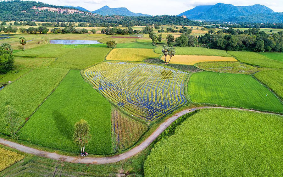 Rice field in Chau Doc