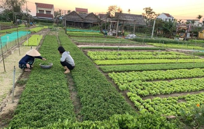 Tra Que Vegetable Village