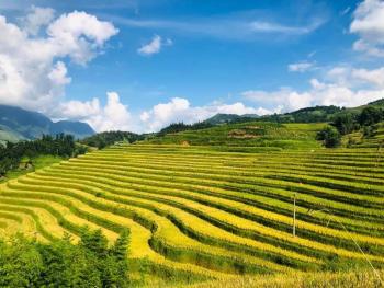 Rice paddy